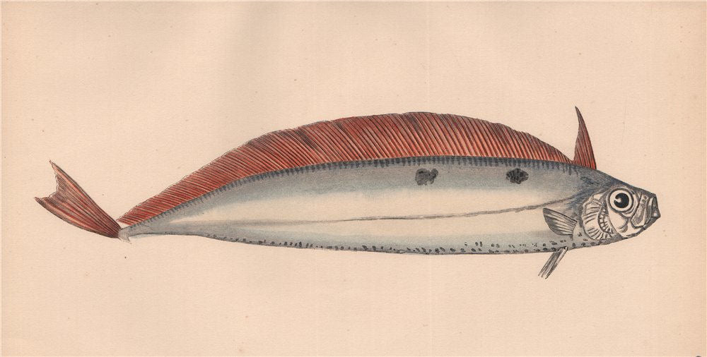 DEALFISH. Trachypterus arcticus, Vagmär, Solvkveite, Deal-fish. COUCH 1862